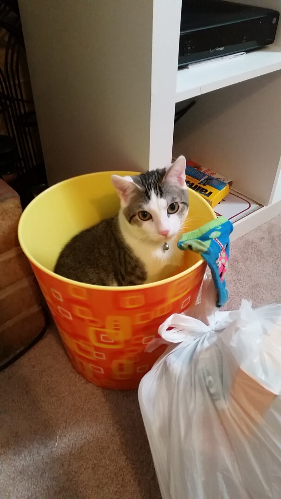 跨界主宰,塞维利亚的绿茵铁腕与罗德里的篮下霸权